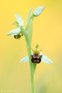 Ophrys apifera / Bienen-Ragwurz / Bee orchid