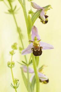 Ophrys apifera / Bienen-Ragwurz / Bee orchid