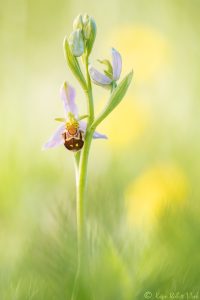 Ophrys apifera / Bienen-Ragwurz / Bee orchid