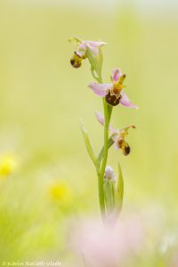 Ophrys apifera / Bienen-Ragwurz / Bee orchid