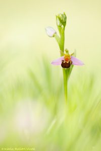 Ophrys apifera / Bienen-Ragwurz / Bee orchid