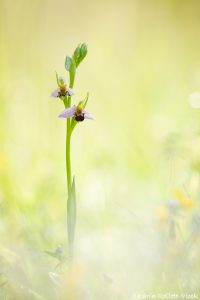 Ophrys apifera / Bienen-Ragwurz / Bee orchid