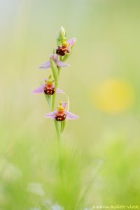 Ophrys apifera / Bienen-Ragwurz / Bee orchid