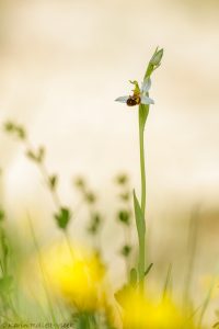 Ophrys apifera / Bienen-Ragwurz / Bee orchid