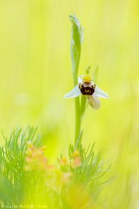 Ophrys apifera / Bienen-Ragwurz / Bee orchid