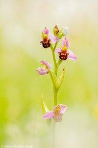 Ophrys apifera / Bienen-Ragwurz / Bee orchid