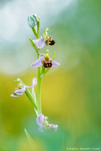 Ophrys apifera / Bienen-Ragwurz / Bee Orchid