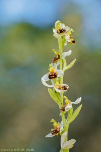 Ophrys apifera / Bienen-Ragwurz / Bee Orchid