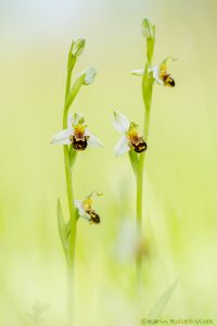 Ophrys apifera / Bienen-Ragwurz / Bee Orchid