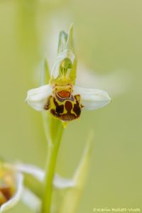 Ophrys apifera / Bienen-Ragwurz / Bee Orchid