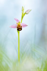 Ophrys apifera / Bienen-Ragwurz / Bee orchid