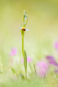 Ophrys apifera var. bicolor / Zweifarbige Bienen-Ragwurz / Two-Colored Bee Orchid