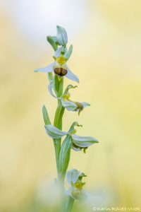 Ophrys apifera var. bicolor / Zweifarbige Bienen-Ragwurz / Two-Colored Bee Orchid