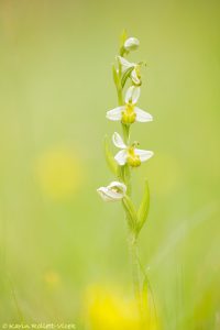 Ophrys apifera var. chloranta Bienen-Ragwurz / White Bee Orchid