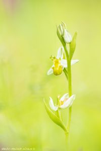 Ophrys apifera var. chloranta Bienen-Ragwurz / White Bee Orchid