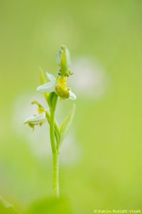 Ophrys apifera var. chloranta Bienen-Ragwurz / White Bee Orchid