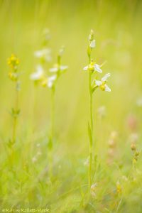 Ophrys apifera var. chloranta Bienen-Ragwurz / White Bee Orchid