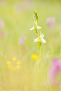 Ophrys apifera var. chloranta / Bienen-Ragwurz / White Bee Orchid