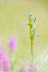 Ophrys apifera var. chloranta / Bienen-Ragwurz / White Bee Orchid