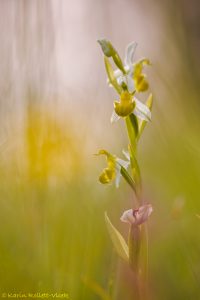 Ophrys apifera var. chloranta / Bienen-Ragwurz / White Bee Orchid