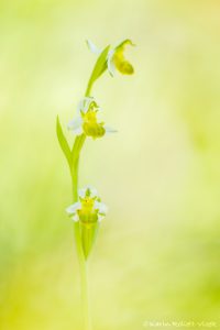 Ophrys apifera var. chloranta / Bienen-Ragwurz / White Bee Orchid