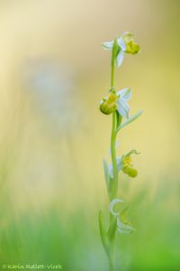 Ophrys apifera var. chloranta / Bienen-Ragwurz / White Bee Orchid