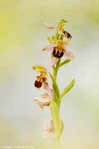 Ophrys apifera var. badensis / Bienen-Ragwurz / Bee orchid