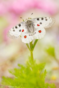 Parnassius apollo / Apollofalter, Roter Apollo / Apollo