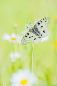 Parnassius apollo / Apollofalter, Roter Apollo / Apollo