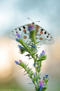 Parnassius apollo / Apollofalter, Roter Apollo / Apollo