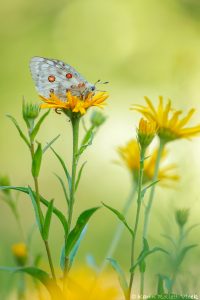 Parnassius apollo / Apollofalter, Roter Apollo / Apollo