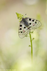 Parnassius apollo / Apollofalter, Roter Apollo / Apollo