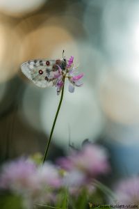 Parnassius apollo / Apollofalter, Roter Apollo / Apollo