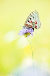 Parnassius apollo / Apollofalter, Roter Apollo / Apollo