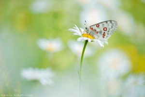 Parnassius apollo / Apollofalter, Roter Apollo / Apollo