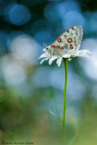 Parnassius apollo / Apollofalter, Roter Apollo / Apollo