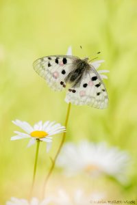 Parnassius apollo / Apollofalter, Roter Apollo / Apollo