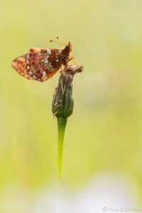 Boloria aquilonaris / Hochmoor-Perlmuttfalter / Cranberry fritillary