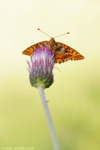 Boloria aquilonaris / Hochmoor-Perlmuttfalter / Cranberry fritillary