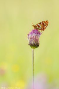 Boloria aquilonaris / Hochmoor-Perlmuttfalter / Cranberry fritillary