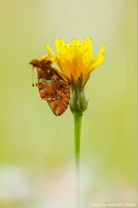 Boloria aquilonaris / Hochmoor-Perlmuttfalter / Cranberry fritillary