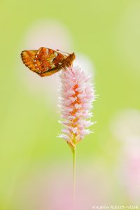 Boloria aquilonaris / Hochmoor-Perlmuttfalter / Cranberry fritillary