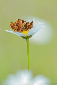 Boloria aquilonaris / Hochmoor-Perlmuttfalter / Cranberry fritillary