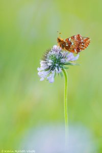 Boloria aquilonaris / Hochmoor-Perlmuttfalter / Cranberry fritillary