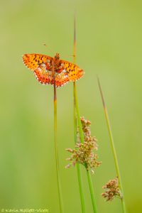 Boloria aquilonaris / Hochmoor-Perlmuttfalter / Cranberry fritillary