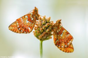 Boloria aquilonaris / Hochmoor-Perlmuttfalter / Cranberry fritillary