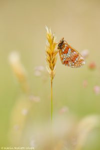 Boloria aquilonaris / Hochmoor-Perlmuttfalter / Cranberry fritillary