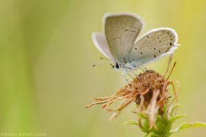 Cupido argiades / Kurzschwänziger Bläuling / Short-tailed blue