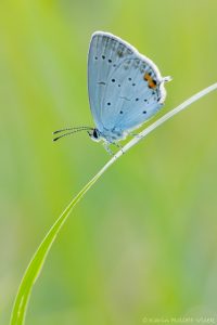 Cupido argiades / Kurzschwänziger Bläuling / Short-tailed blue