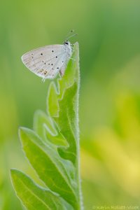 Cupido argiades / Kurzschwänziger Bläuling / Short-tailed blue